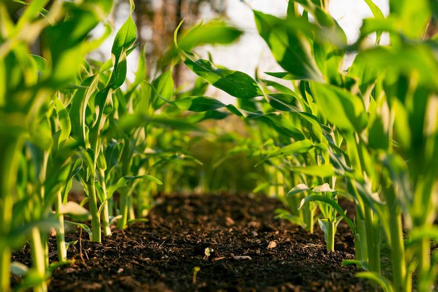 Young crops in soil
